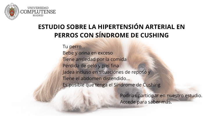 Estudio sobre la Hipertensión Arterial en perros con Síndrome de Cushing